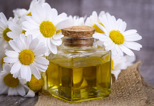 Roman Chamomile Oil